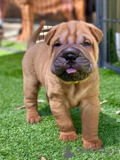 Photo №1. shar pei - for sale in the city of Энсхеде | Is free | Announcement № 123944