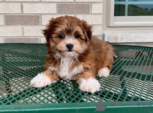 Photo №1. havanese dog - for sale in the city of Tbilisi | negotiated | Announcement № 174934