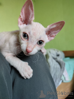 Additional photos: Don Sphynx kittens