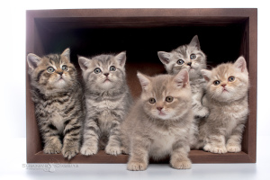 Photo №2 to announcement № 5064 for the sale of british shorthair - buy in Belarus from nursery