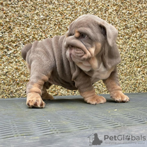 Photo №2 to announcement № 125096 for the sale of english bulldog - buy in Germany private announcement