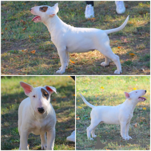 Photo №1. bull terrier - for sale in the city of Москва | negotiated | Announcement № 13706