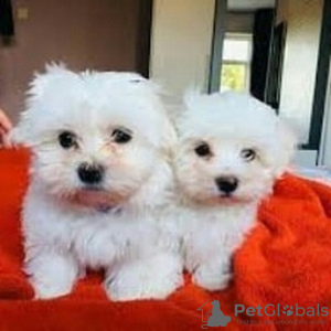 Photo №1. maltese dog - for sale in the city of Штутгарт | 591$ | Announcement № 12272
