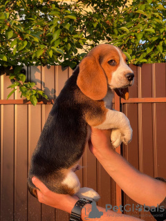 Additional photos: Adorable beagle puppy looking for his home and the most affectionate cuddles!