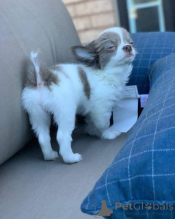 Photo №3. We have chihuahua puppies looking for a 5 star new home, not working full time.. United Kingdom