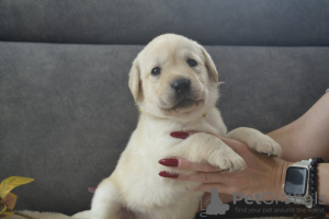 Photo №4. I will sell labrador retriever in the city of Berlin. from nursery, breeder - price - 634$