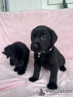 Photo №1. labrador retriever - for sale in the city of Querfurt | Is free | Announcement № 130041