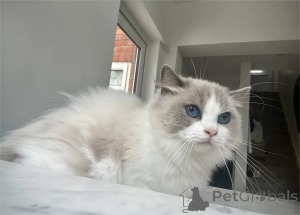 Photo №1. ragdoll - for sale in the city of Aarhus | 329$ | Announcement № 153867