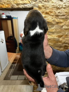Photo №3. Beagle puppies. Serbia