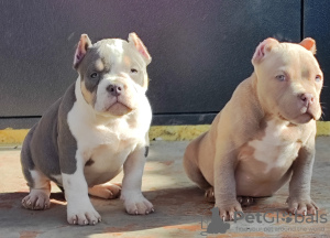 Photo №1. american bully - for sale in the city of Krasnodar | 781$ | Announcement № 99365