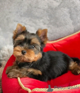 Photo №1. yorkshire terrier - for sale in the city of Chicago | 400$ | Announcement № 138219