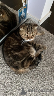 Photo №2 to announcement № 139037 for the sale of scottish fold - buy in Russian Federation 