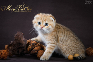 Photo №1. scottish fold - for sale in the city of Ryazan | 410$ | Announcement № 3674
