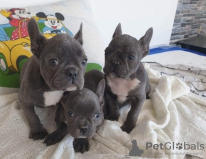 Photo №2 to announcement № 42019 for the sale of non-pedigree dogs - buy in Bulgaria private announcement