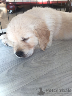 Photo №4. I will sell golden retriever in the city of Моздок. private announcement, breeder - price - 475$