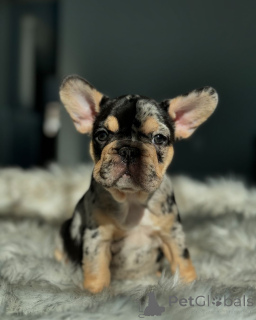 Photo №3. French Bulldogs puppies for adoption. Germany