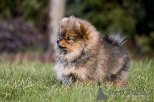 Photo №1. pomeranian - for sale in the city of Riga | 740$ | Announcement № 39750