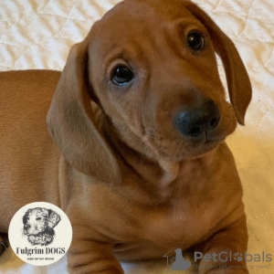 Photo №1. dachshund - for sale in the city of Berlin | 297$ | Announcement № 28334