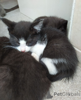 Photo №1. russian blue - for sale in the city of Brasschaat | 320$ | Announcement № 172360