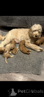 Photo №3. Apricot F2 cockapoo. Sekä hänen äitinsä että isänsä olivat F1 cockapoita.. Finland
