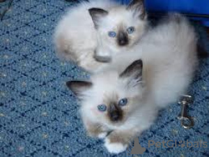 Photo №1. birman - for sale in the city of Brussels | negotiated | Announcement № 118455