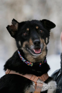 Photo №2 to announcement № 167279 for the sale of non-pedigree dogs - buy in Russian Federation private announcement