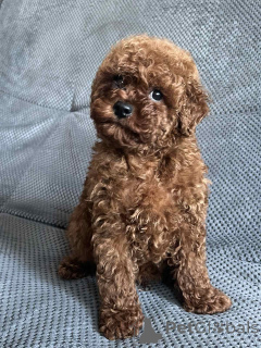 Photo №1. non-pedigree dogs - for sale in the city of Kiev | 723$ | Announcement № 160722