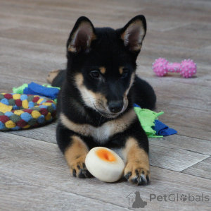 Photo №3. Siberian boy-in-on black and popped color. Russian Federation