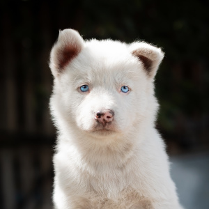 Photo №2 to announcement № 3026 for the sale of yakutian laika - buy in Russian Federation 