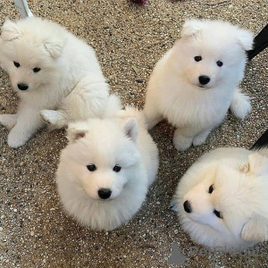 Photo №1. samoyed dog - for sale in the city of Turnhaut | 671$ | Announcement № 164895