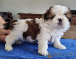 Photo №3. Baby Shih Tzu puppy available. Belgium