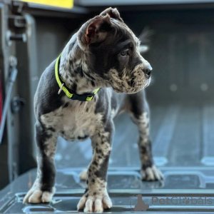 Photo №3. Meet Rocco fearless, loyal, and ready to guard your heart forever.. Germany