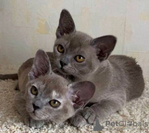 Photo №1. burmese cat - for sale in the city of Brussels | 264$ | Announcement № 117407