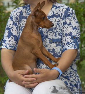 Photo №2 to announcement № 22203 for the sale of miniature pinscher - buy in Belarus private announcement