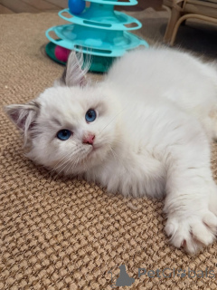 Photo №3. Meet Milo our cuddle expert with a heart as gentle as his fur! Hes always ready. Switzerland