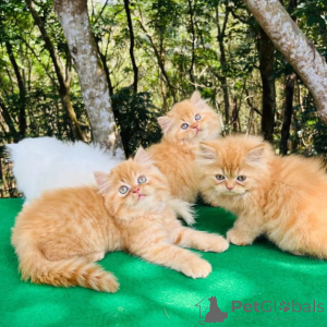 Photo №1. persian cat - for sale in the city of Hamburg | negotiated | Announcement № 167313