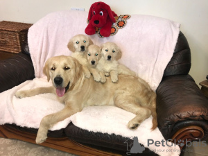 Photo №2 to announcement № 68041 for the sale of golden retriever - buy in Netherlands private announcement, from nursery