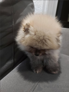 Photo №2 to announcement № 132157 for the sale of pomeranian - buy in Serbia 