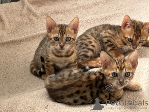 Photo №1. bengal cat - for sale in the city of Bielefeld | negotiated | Announcement № 124019