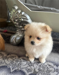 Photo №1. pomeranian - for sale in the city of Fert | 361$ | Announcement № 154580