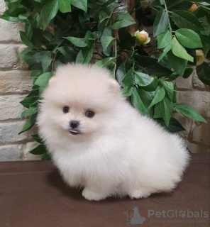 Photo №1. pomeranian - for sale in the city of Reims | Is free | Announcement № 17351