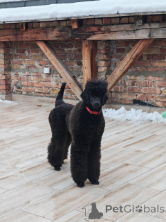 Photo №2 to announcement № 166125 for the sale of poodle (royal) - buy in Serbia 