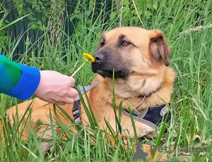 Photo №3. Small sunny dog Ike is looking for a home. Russian Federation
