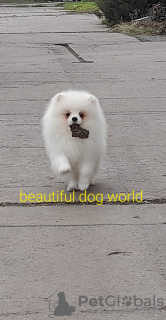 Photo №2 to announcement № 41071 for the sale of  - buy in Ukraine from nursery