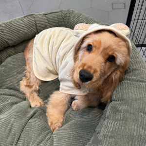 Photo №1. english cocker spaniel - for sale in the city of Limbourg | negotiated | Announcement № 165206