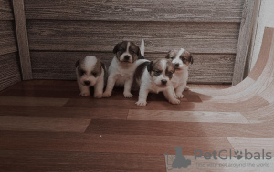 Photo №2 to announcement № 11158 for the sale of jack russell terrier - buy in Belarus breeder