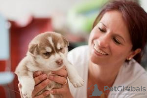 Photo №1. siberian husky - for sale in the city of Schluchsee | 264$ | Announcement № 119041