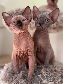 Photo №1. sphynx cat - for sale in the city of Paris | negotiated | Announcement № 163546