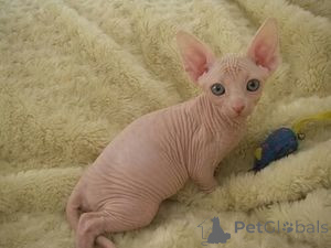 Photo №1. sphynx cat - for sale in the city of Hannover | 258$ | Announcement № 156672