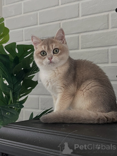 Photo №1. british shorthair - for sale in the city of Magdeburg | negotiated | Announcement № 175095